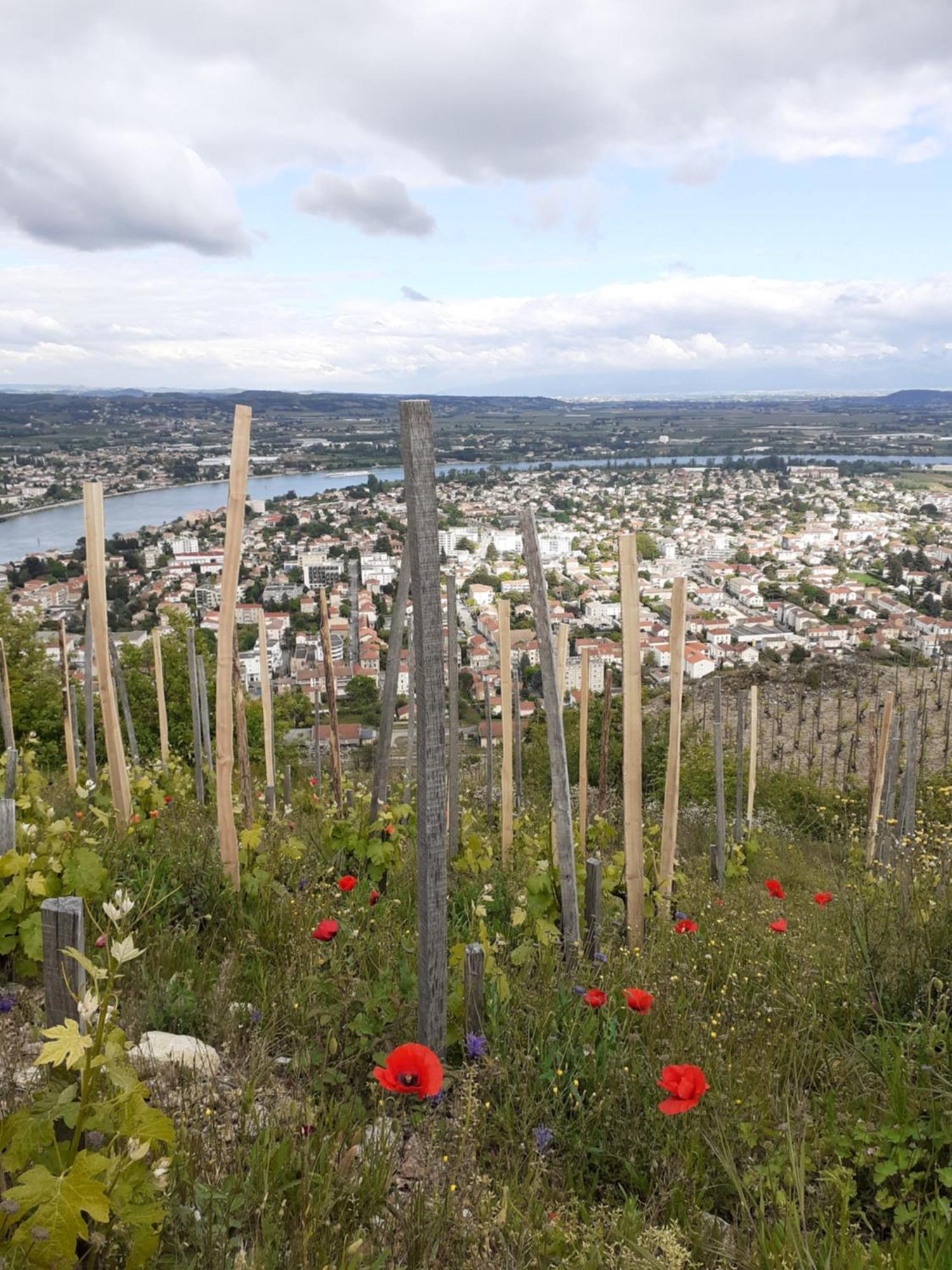 Gite Du Vigneron A La Terrasse Piscine Local Velos Tournon-sur-Rhone Ngoại thất bức ảnh
